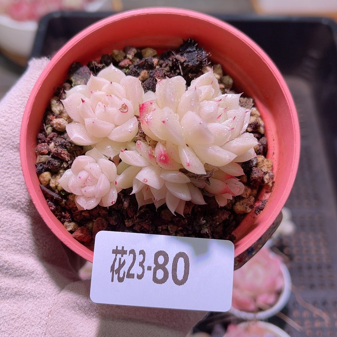 花利美23-80麦秆群