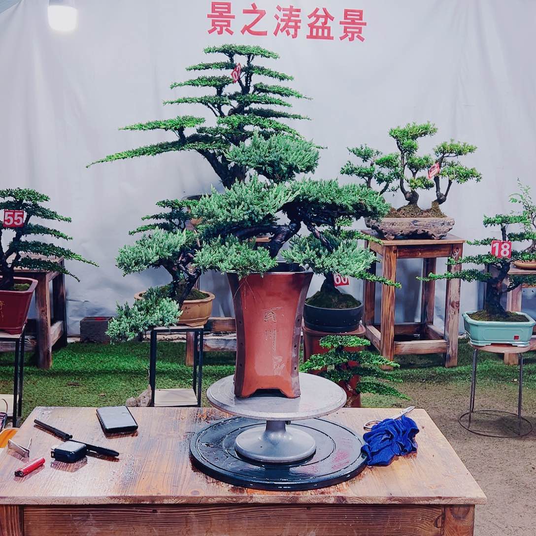 无花朵原生老珍珠柏树盆景