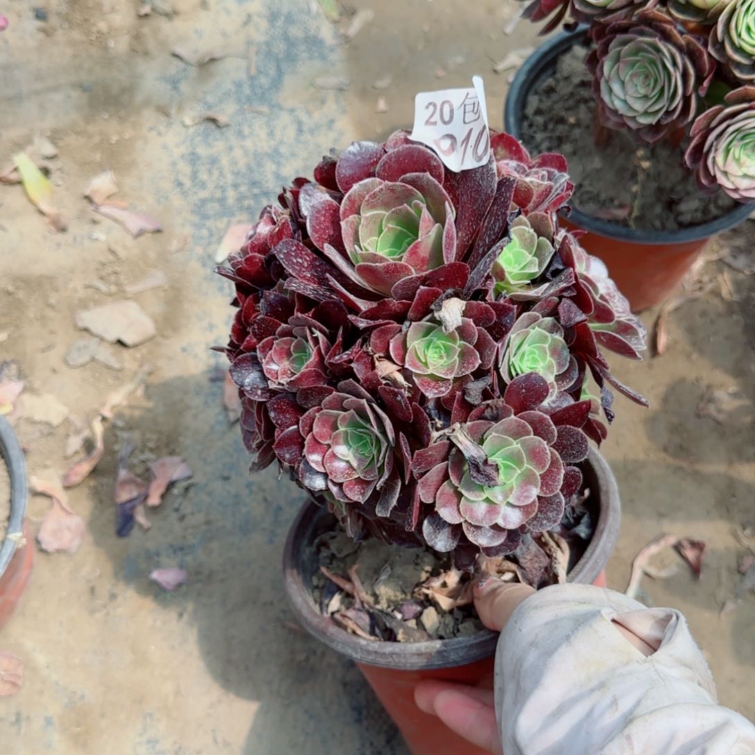 梅花博迪多肉010满20包邮断枝不包