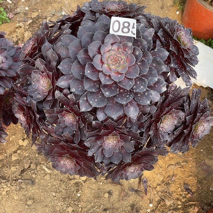 m***m085黑铜壶多肉植物