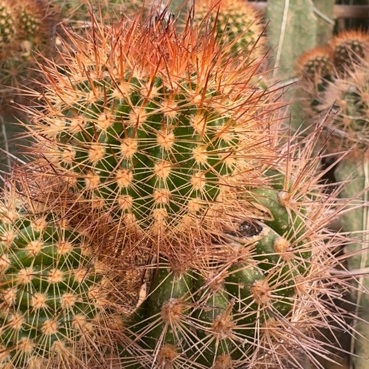 244金妞极光歪4公分左右无根侧牙，20包邮