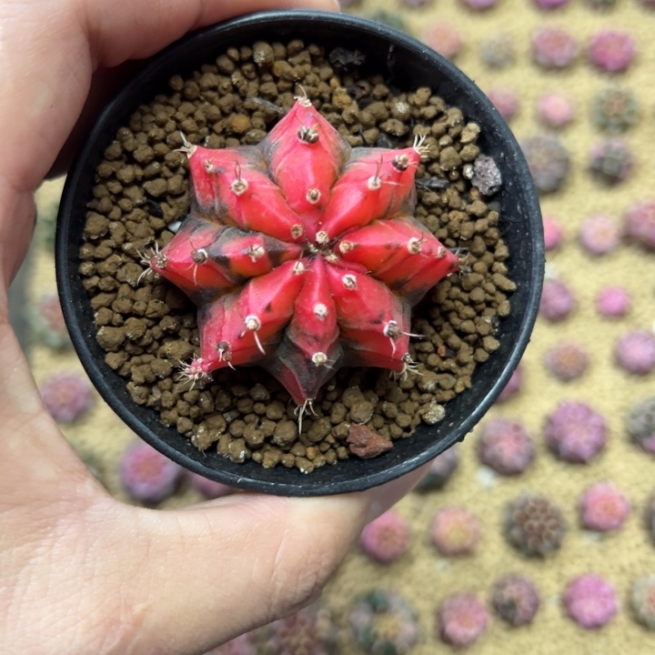 中国红侧芽自根带盆土发货