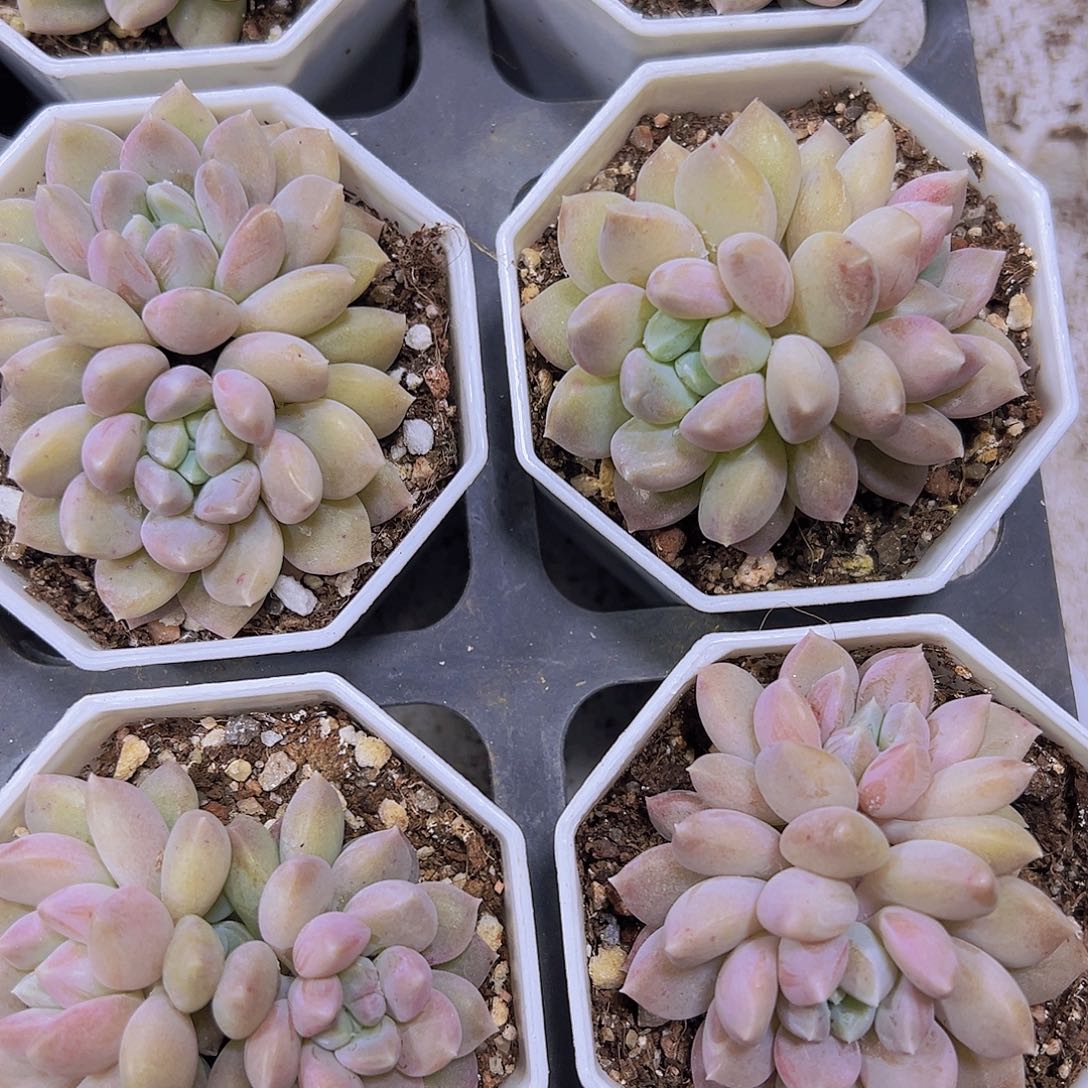 双头奶糖19包邮多肉