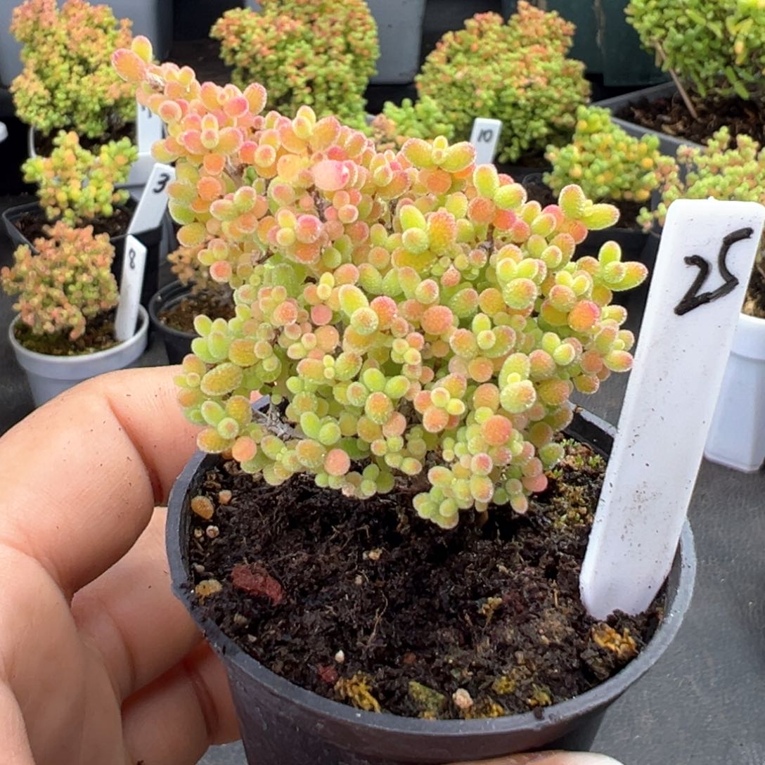 精控蜜橘糖球25号