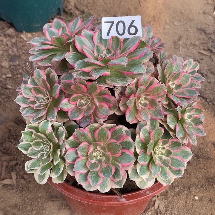 706云荷多肉植物的