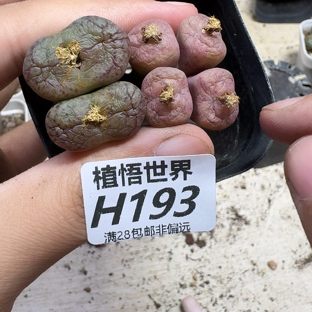 多肉植物的人生fhj