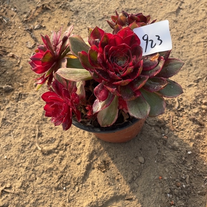 法师植物黑魔锦法师923