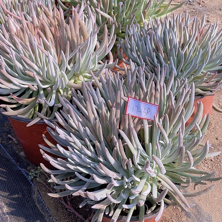 爱杜丽丝仙女杯17杠39号