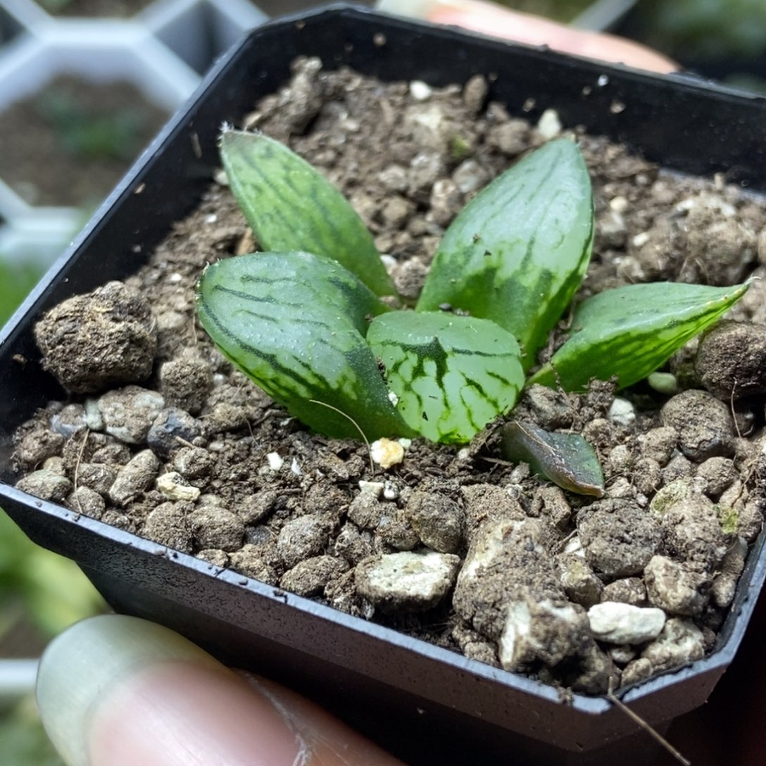 裹般若实生1号一物一拍