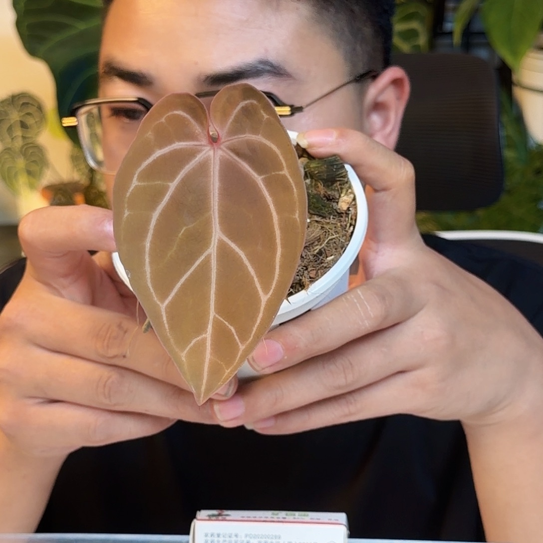 蕉***~完全开放粉脉华丽H189