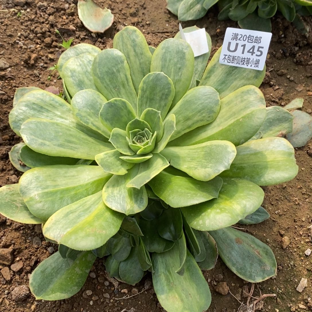 145玉龙观音锦带中斑多肉