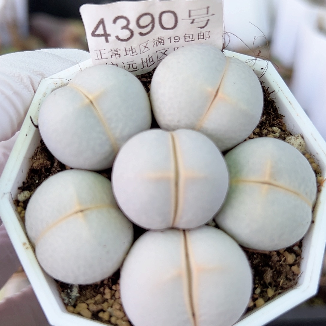 4390 好养易活生石花大母本