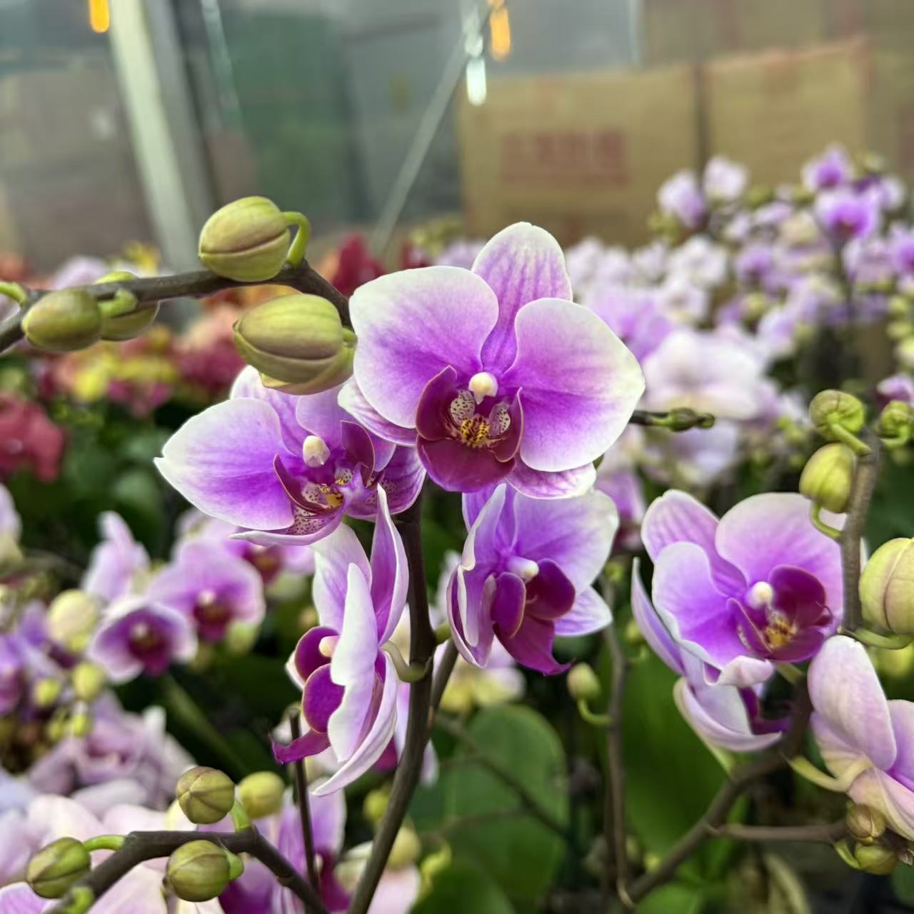 精选蝴蝶兰【第三名2】粉色系蝴蝶兰 室内花卉绿植 基地直发