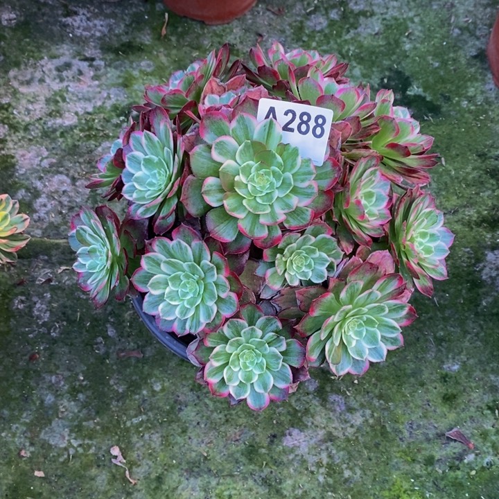 莲花座多肉植物288