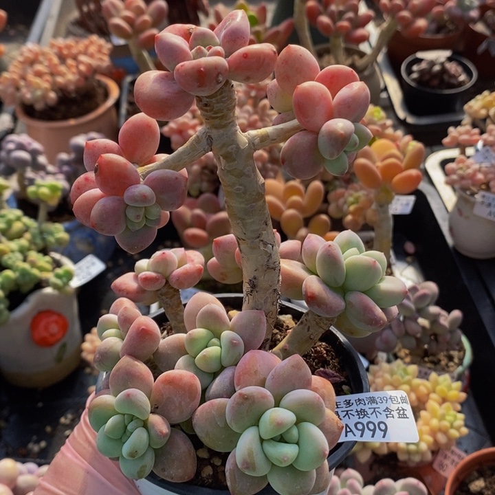 樱花洛神老桩999多肉植物