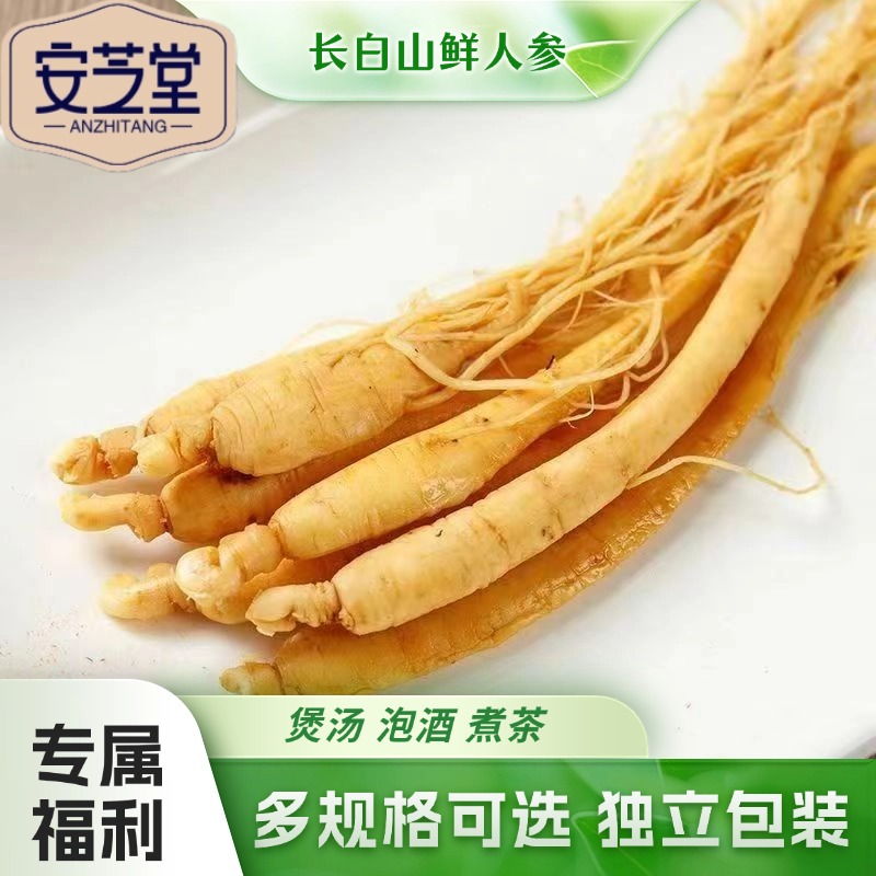 主播专属[买5根多送1根] 长白山泡酒专用参保鲜煲汤泡酒东北特产