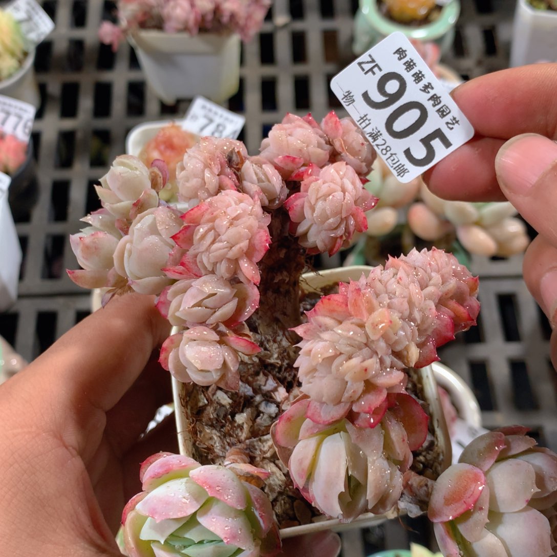 5CM拇指盆精控多肉ZF905