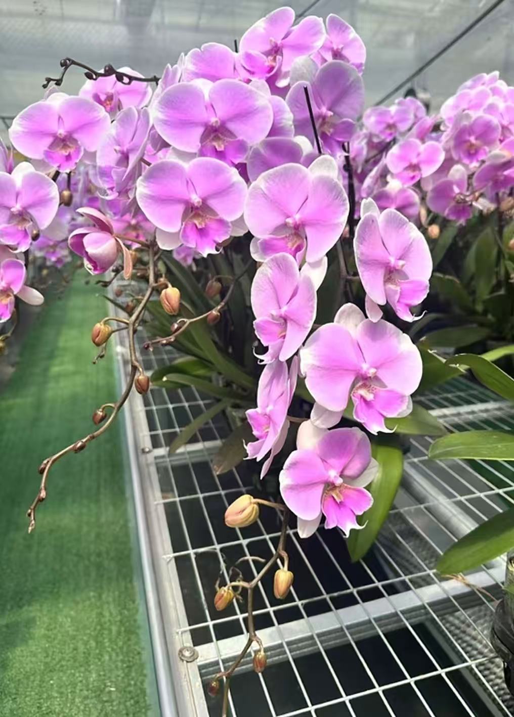 双剑安妮蝴蝶兰 带花和花苞发货