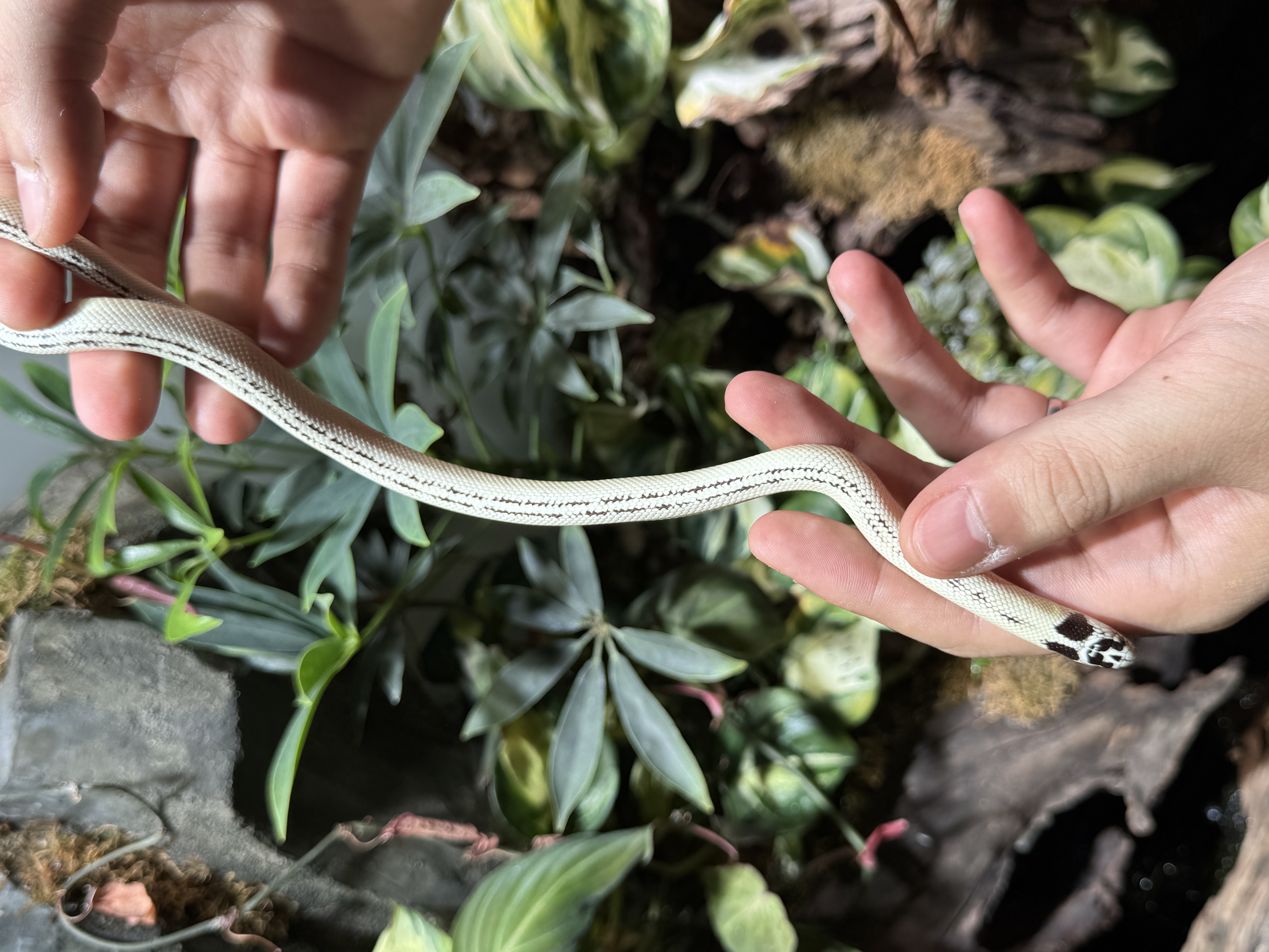 王蛇（小醋包）精品幼体包活包开食包上手