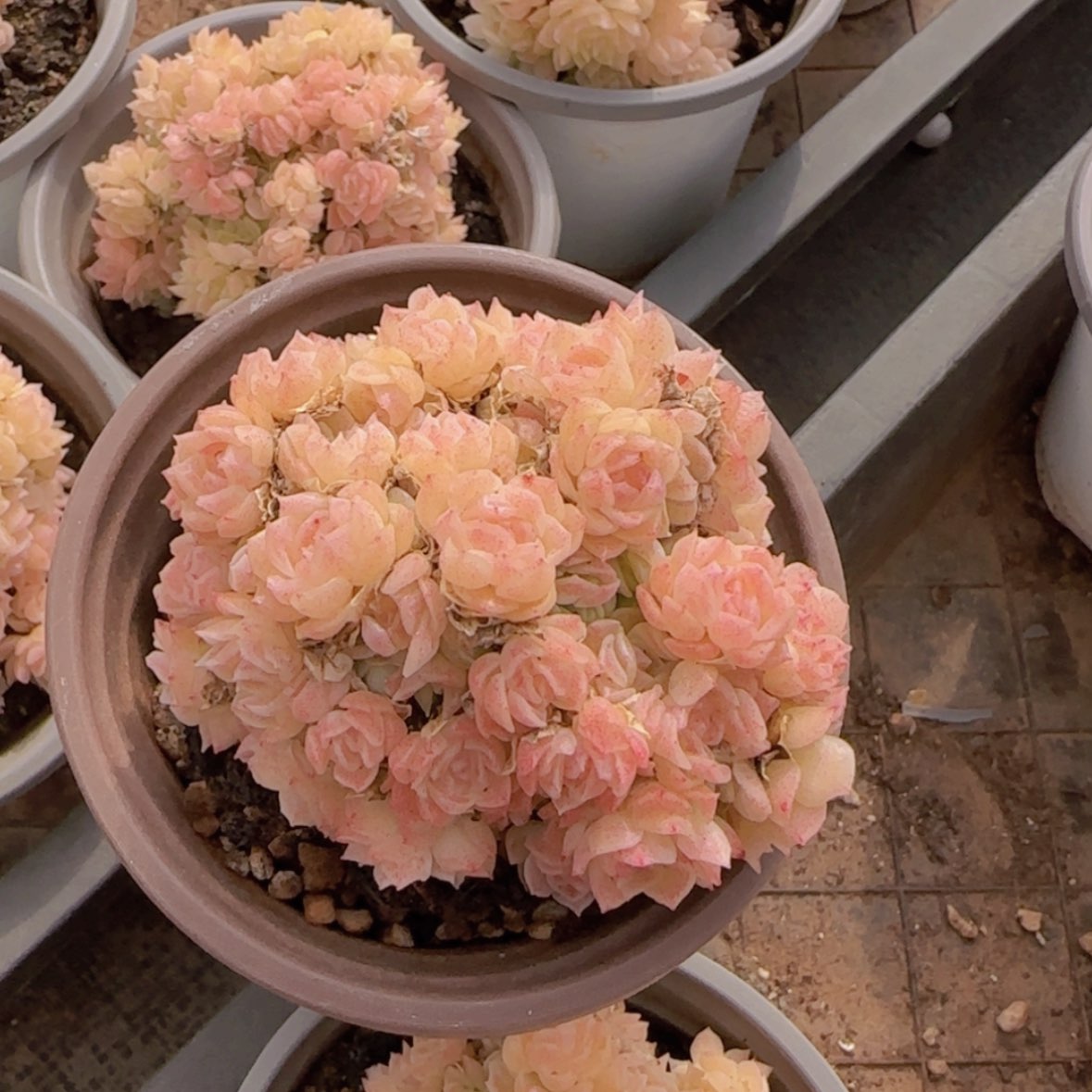 【闪购商品】艾杜丽儿7.9