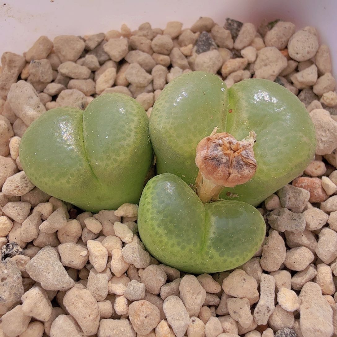 布**卡福利风铃5-25-q30