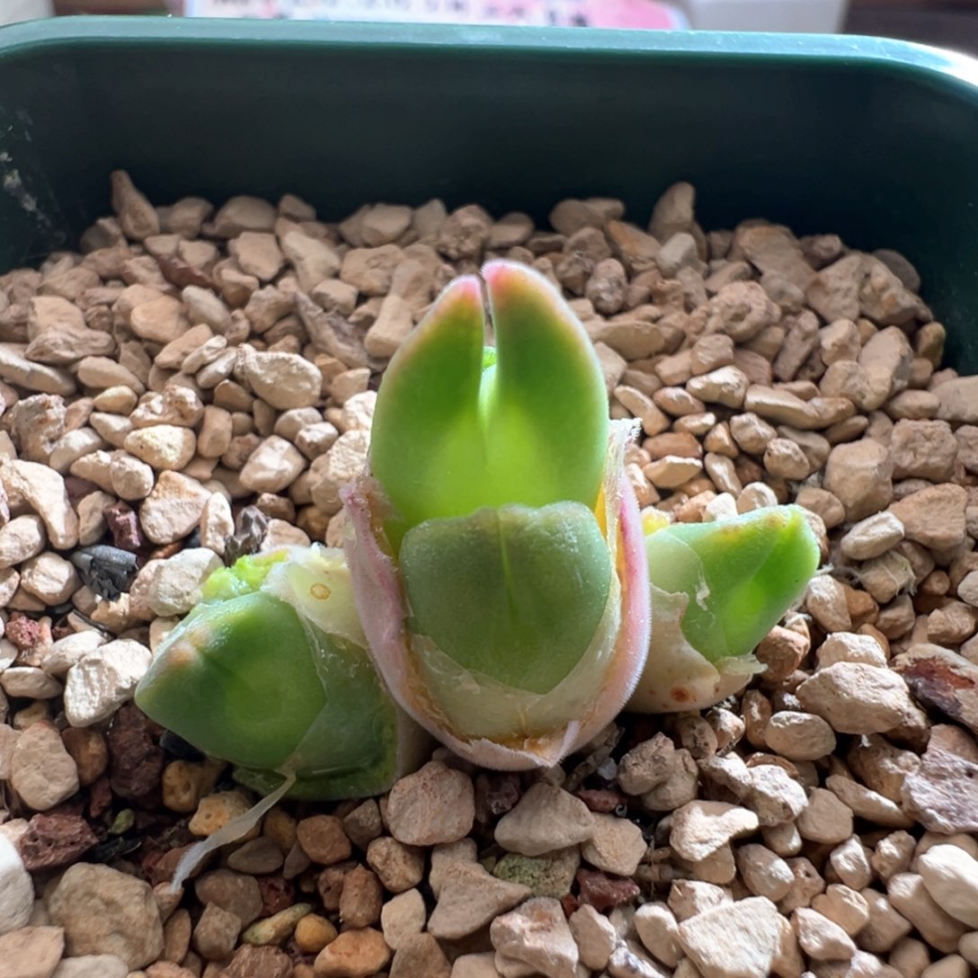 569。青蛙优选大眼空蝉。尖尖猫耳型