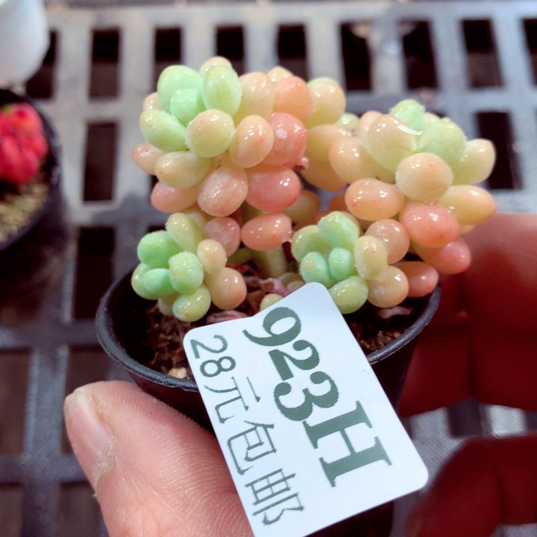 5厘米盆精控多肉923