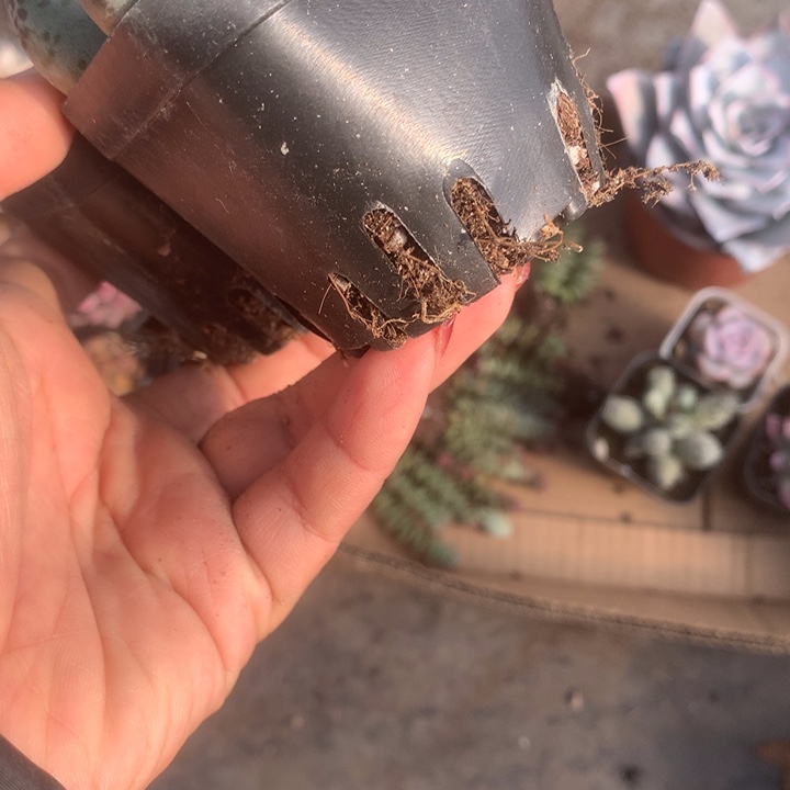 葡萄 三头。（满9.99包邮不满9.99发空盆）