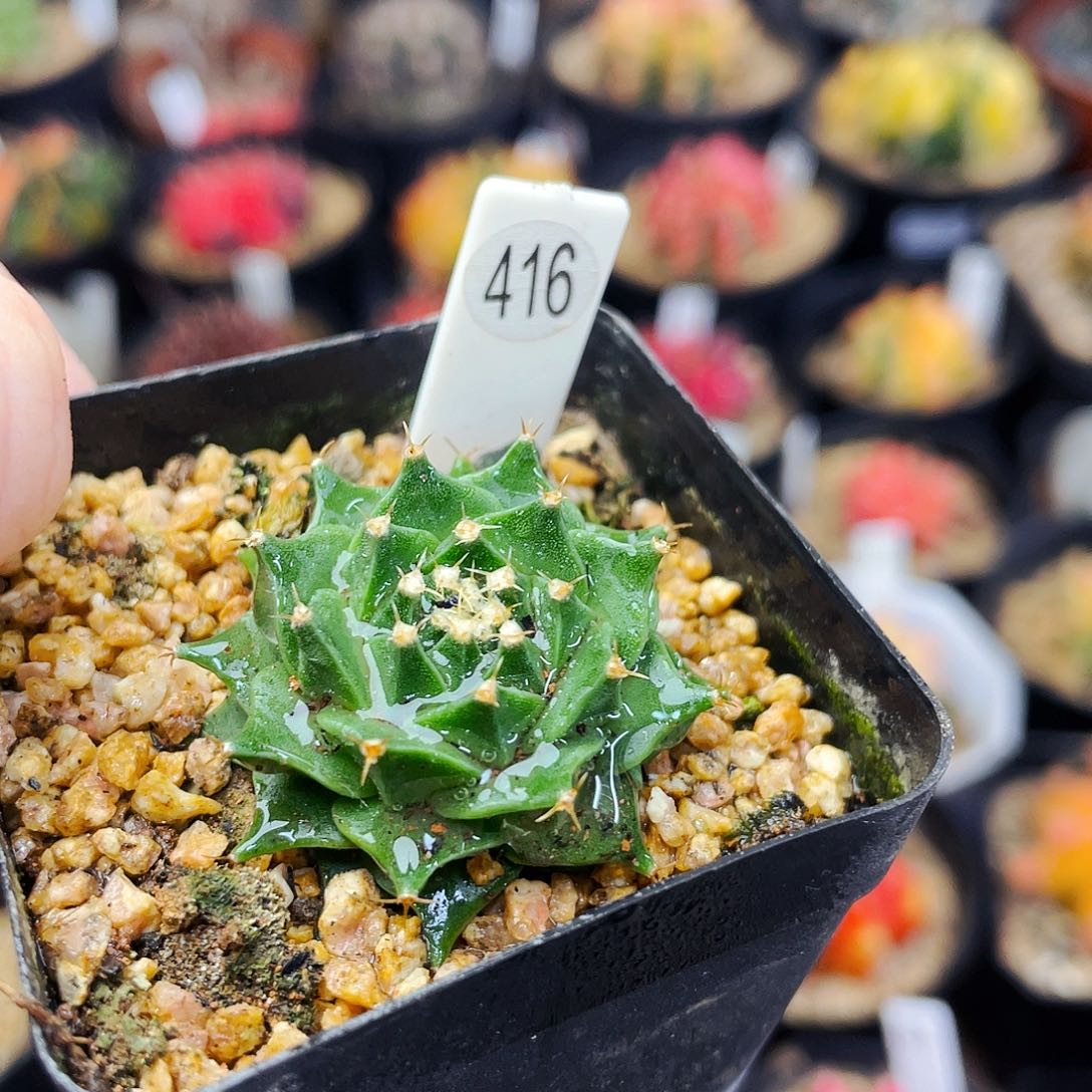 非偏远地区满25元包邮仙人球