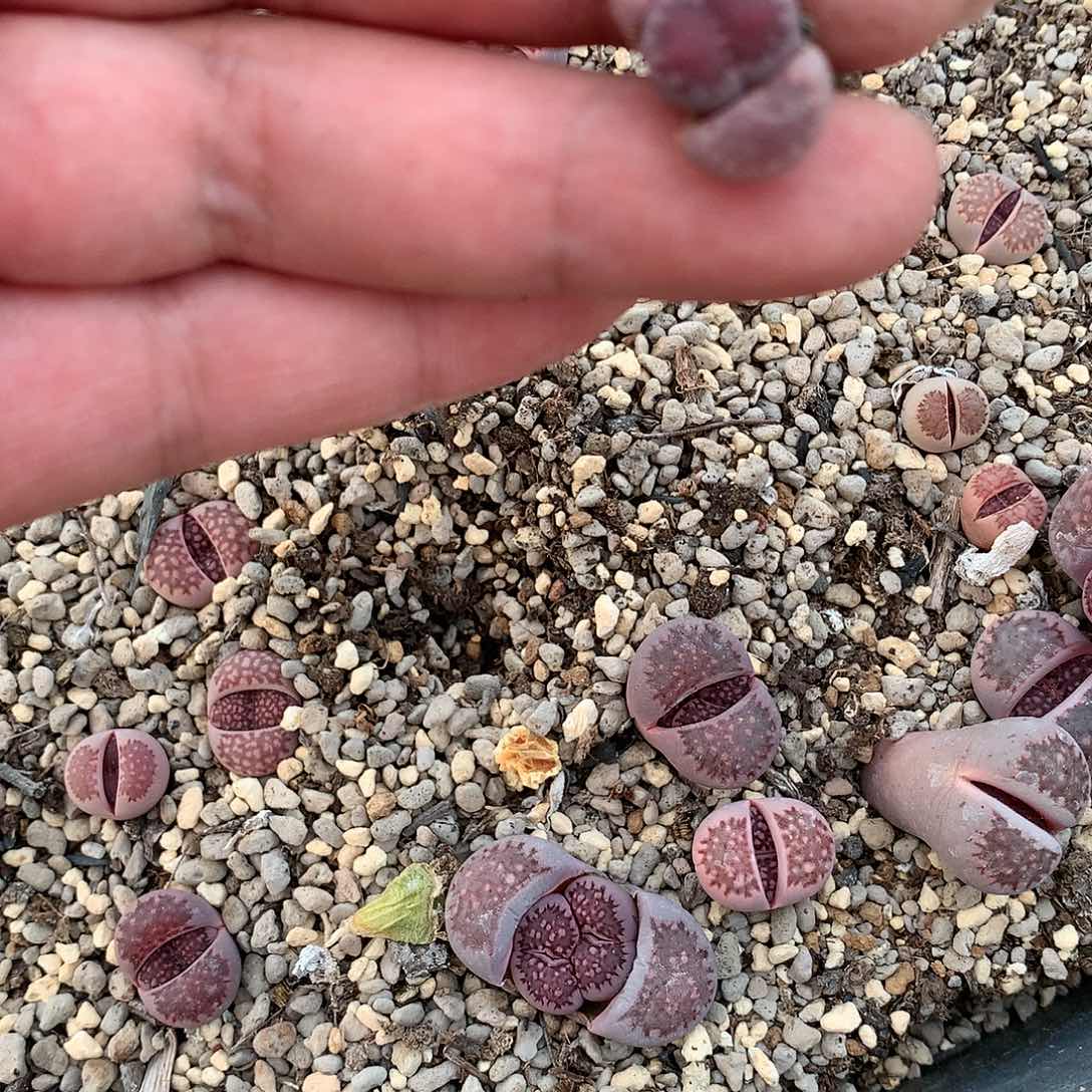 歆**愿K660多肉植物保护研究所