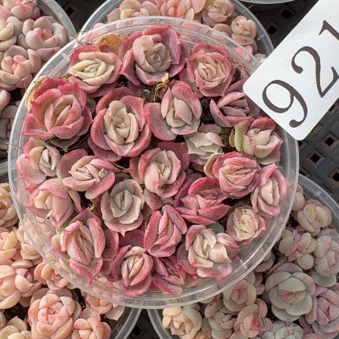 多肉植物多肉植物921