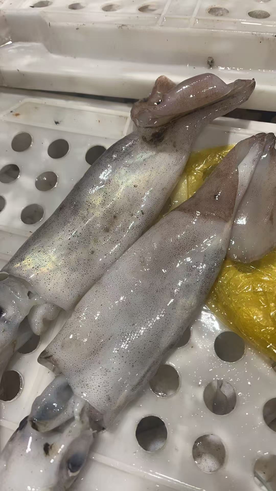 东海本港飞机鱿鱼4斤野生海捕东海本港飞机鱿鱼顺丰包邮