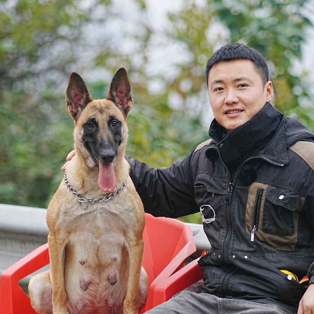 『重庆马犬老王』 狗狗活体链接