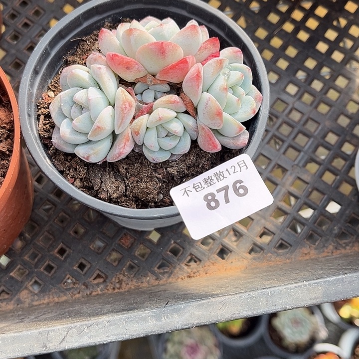 静***谧阿雅园艺。     876