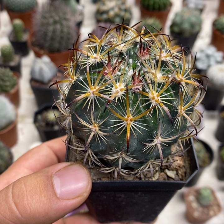 虎爪玉特价福利包邮