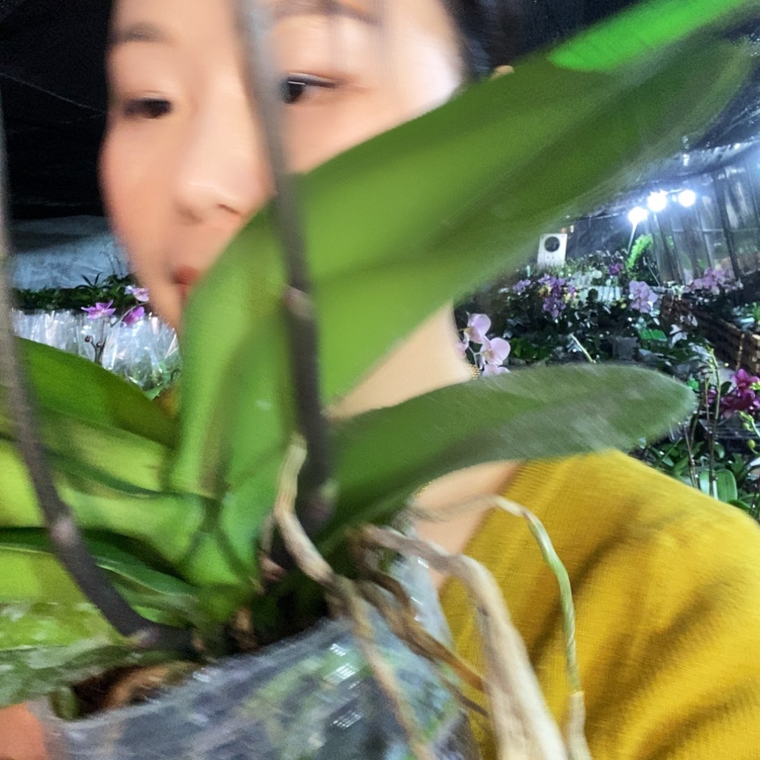 无花朵卡布奇诺蝴蝶兰