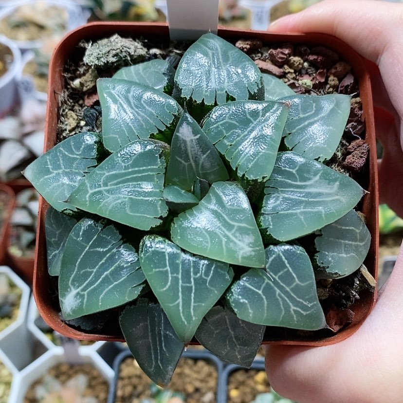 【闪购商品】132云窗月影母本