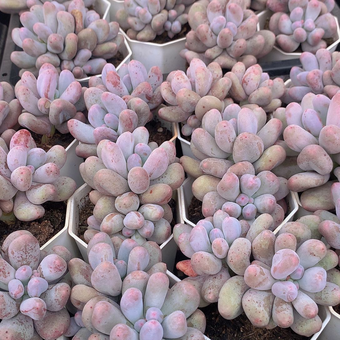 米可奶34667899000000