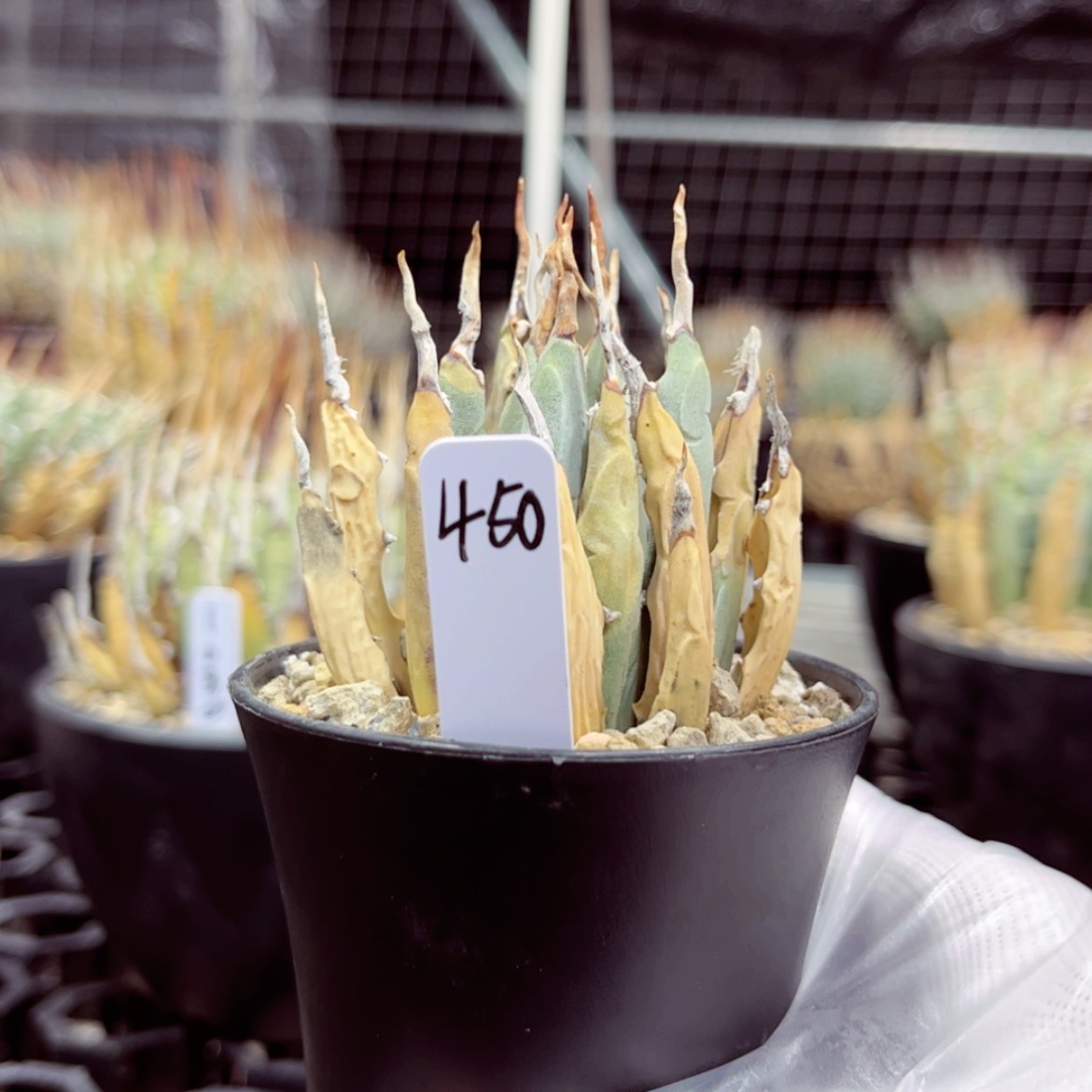 【闪购商品】熟桩活动价