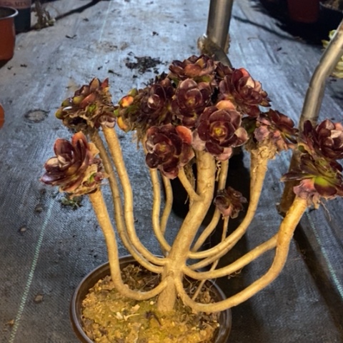 荷兰玫瑰有断枝043