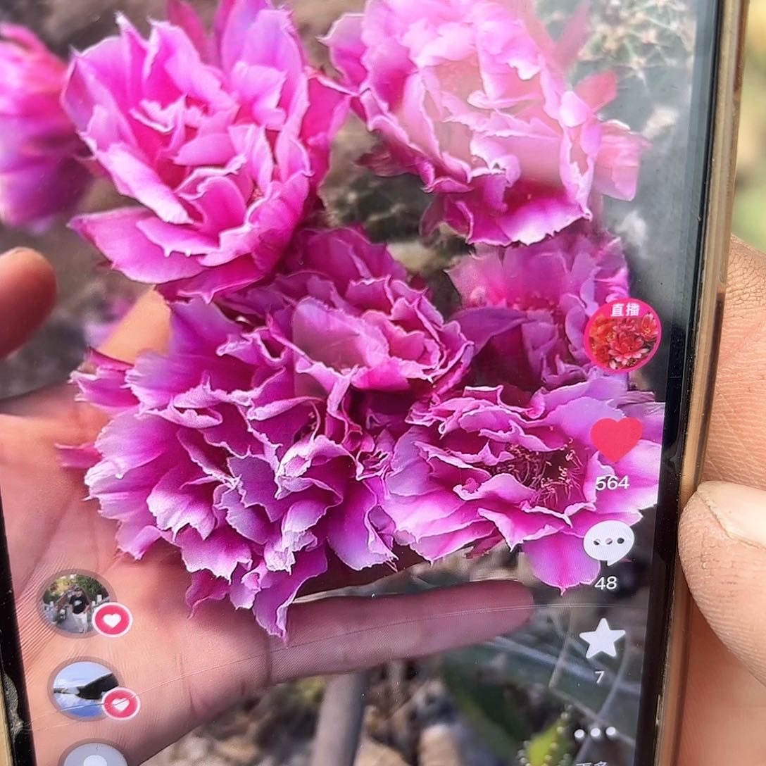 西湖1 侧牙仙人球20包邮