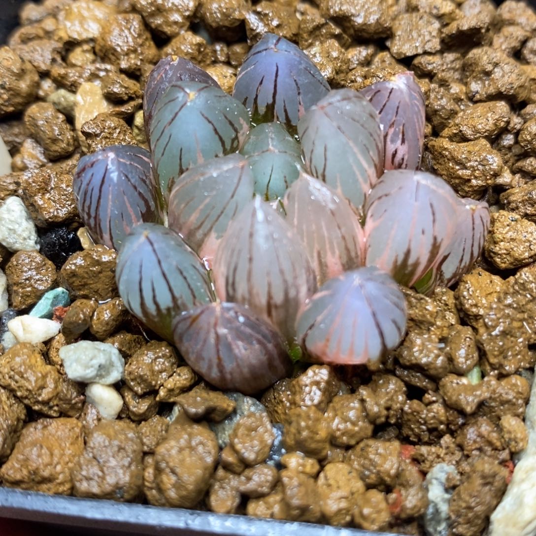 317霓虹灯玉露锦一物一拍