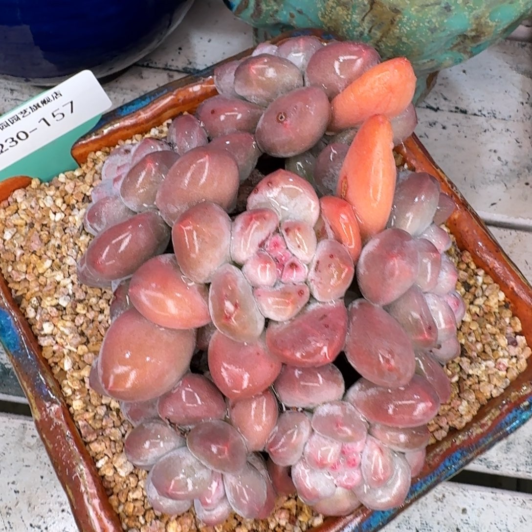 从前慢多肉精选编号1230.157