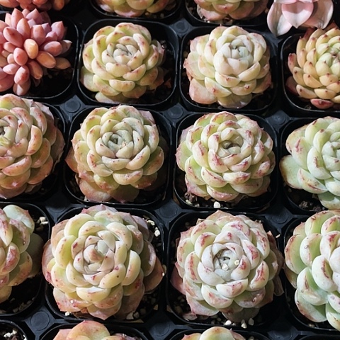 玛奇朵9.9一盆888888