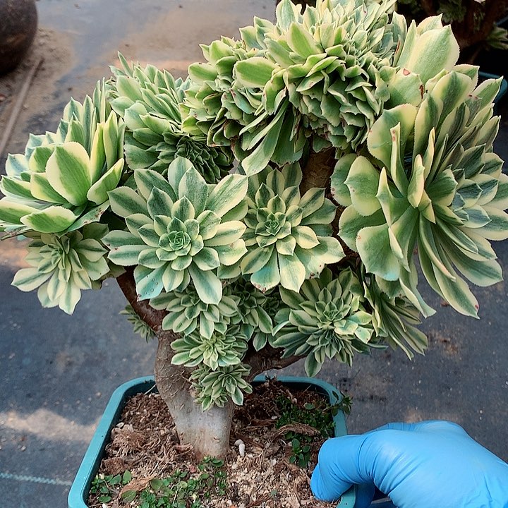 碧玉朵朵脱土发货啊