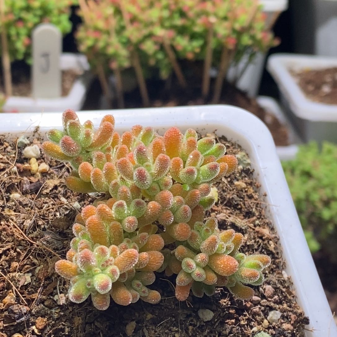 枝干番杏冰橙G100