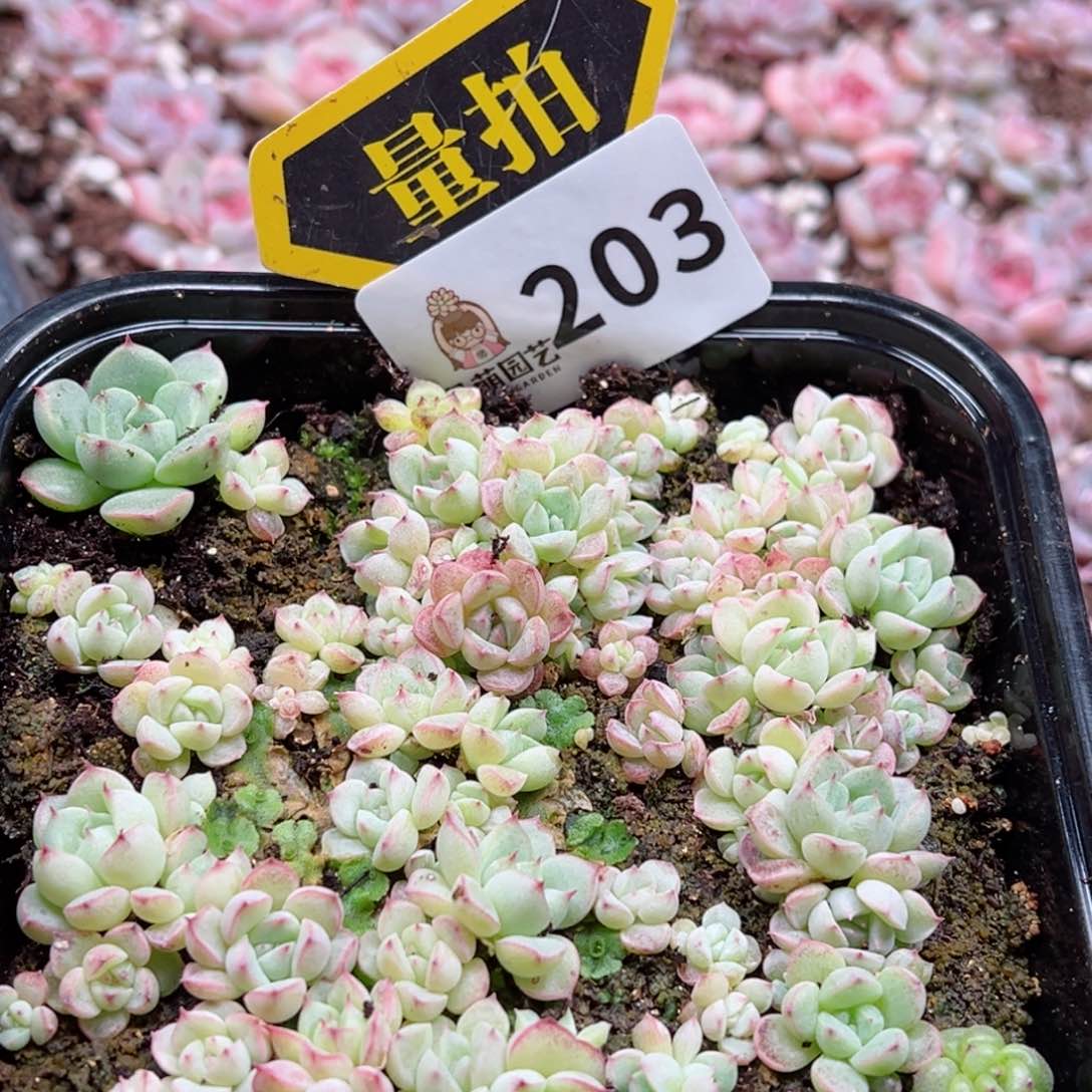 多肉植物多肉植物