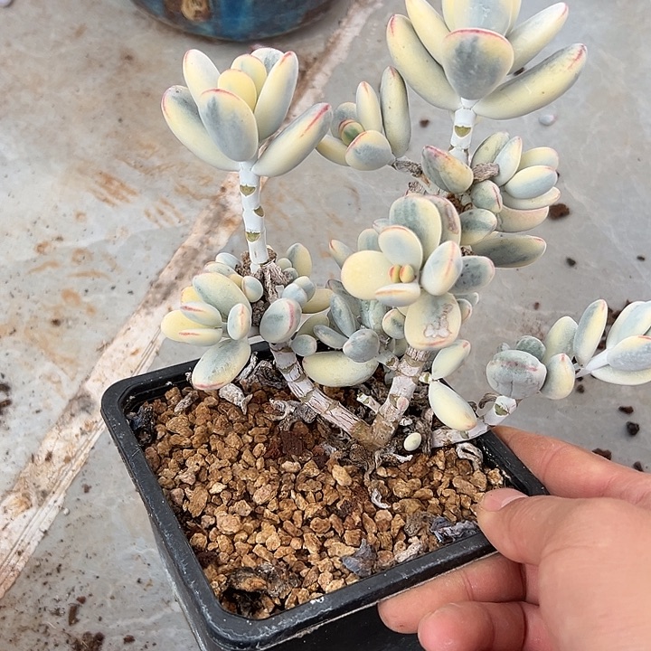 乒乓服娘锦群生多肉