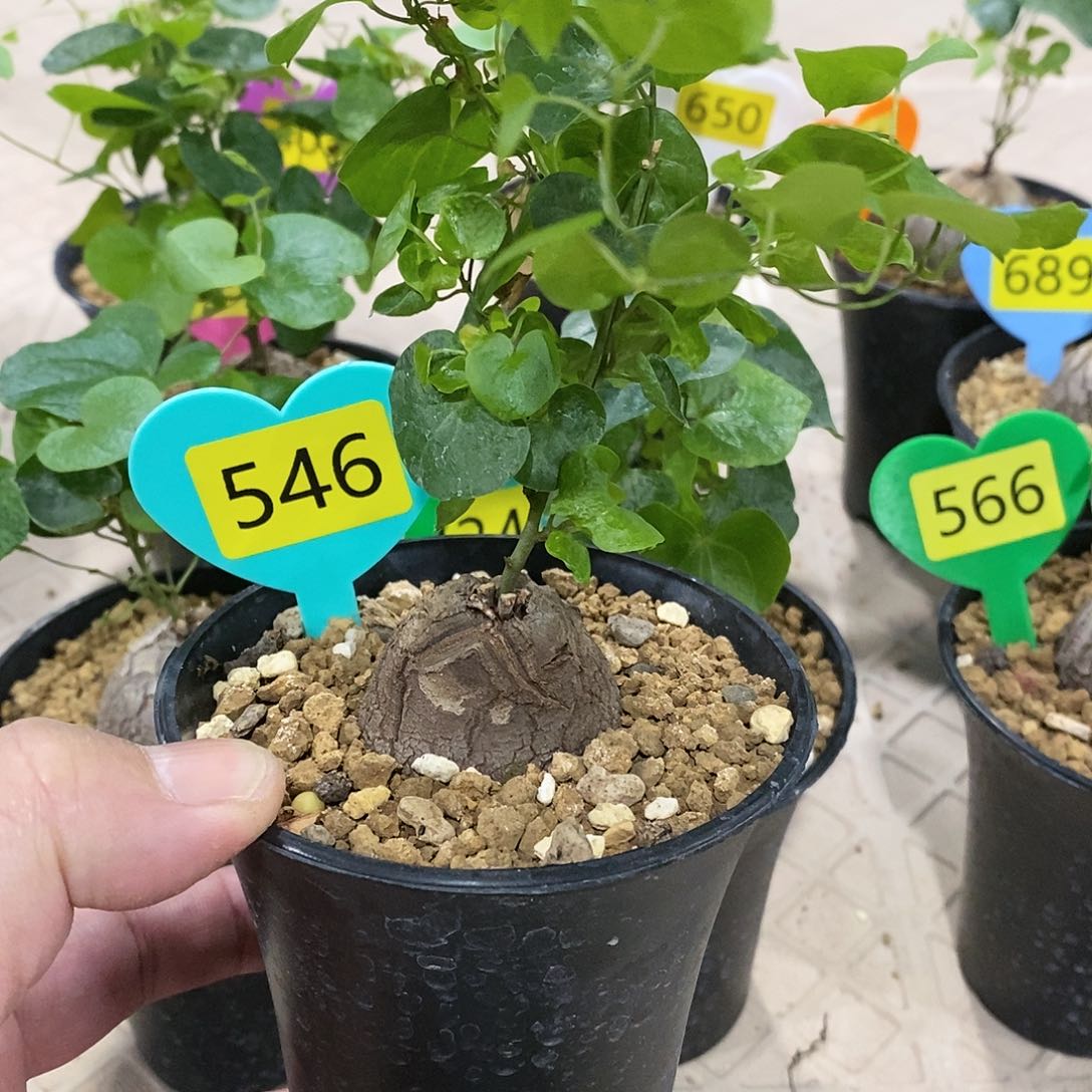 南非龟甲龙龟甲龙