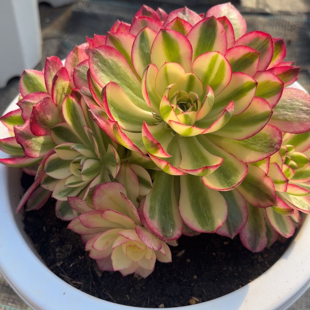 花好月又圆202510